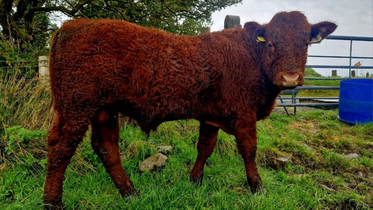 Saler bull - Image 2