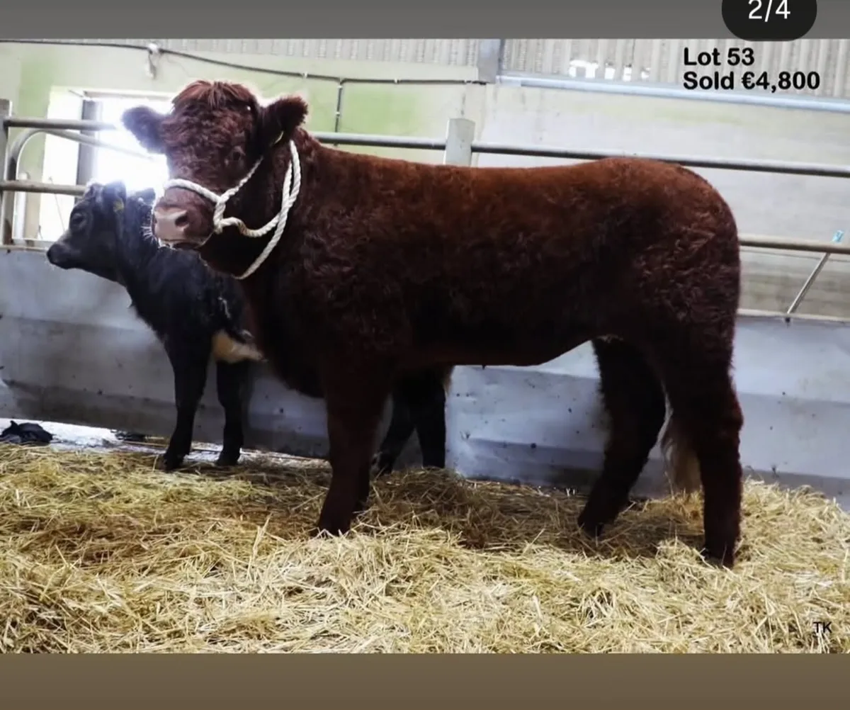 Saler bull - Image 3