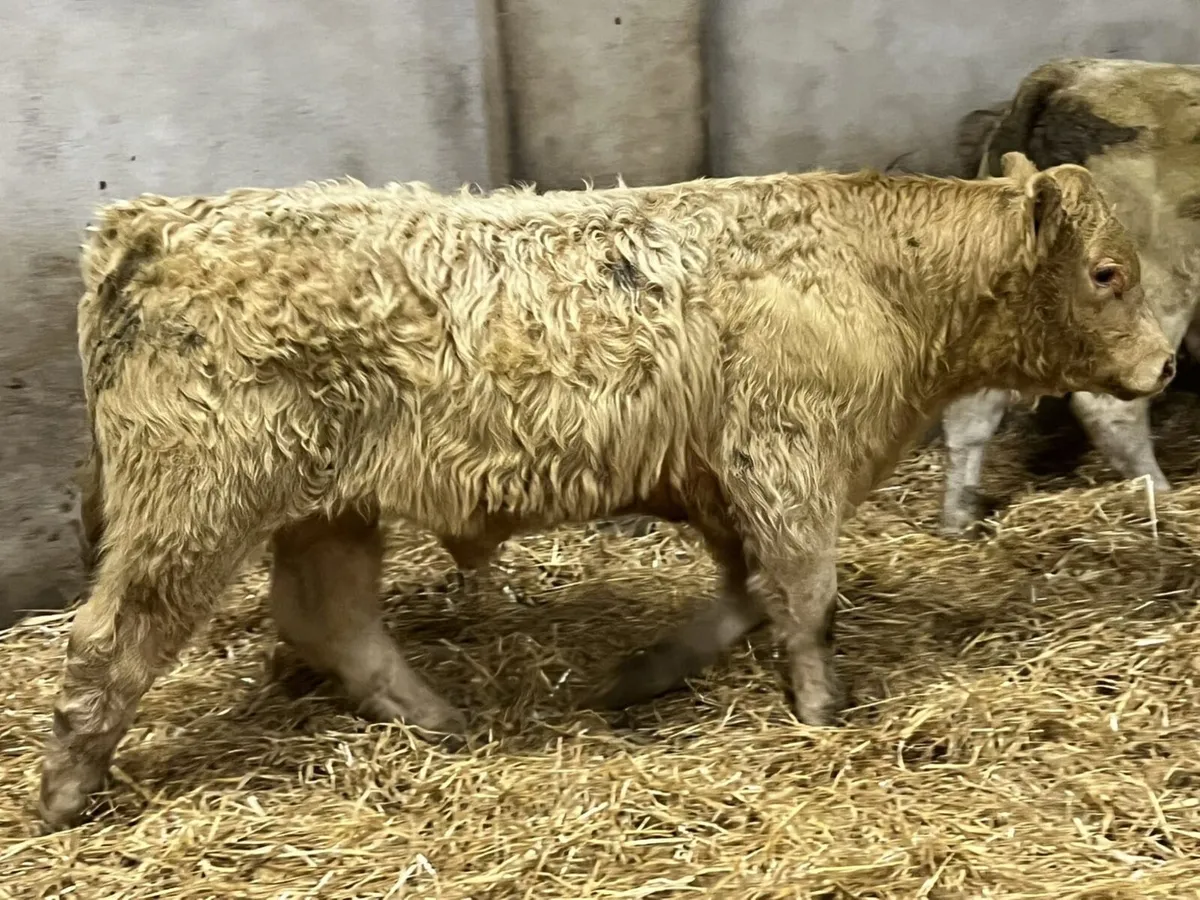 Super Golden CH & Red LIM Bull Weanlings - Image 2
