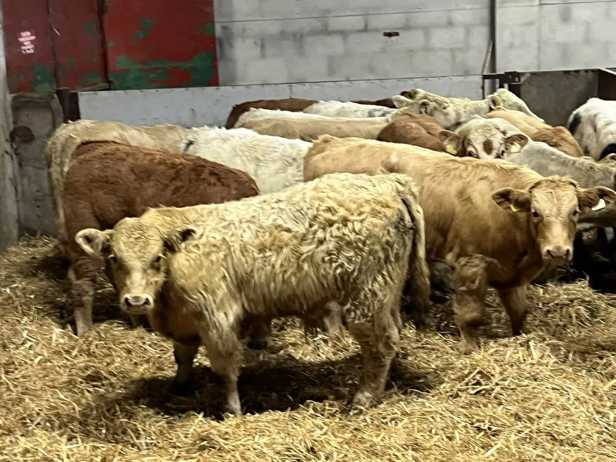 Super Golden CH & Red LIM Bull Weanlings - Image 1