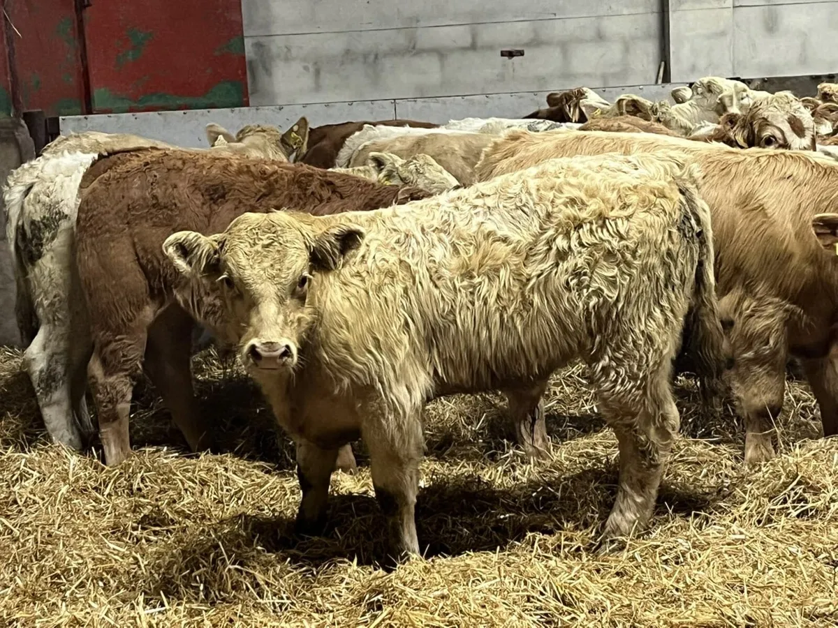 Super Golden CH & Red LIM Bull Weanlings - Image 3