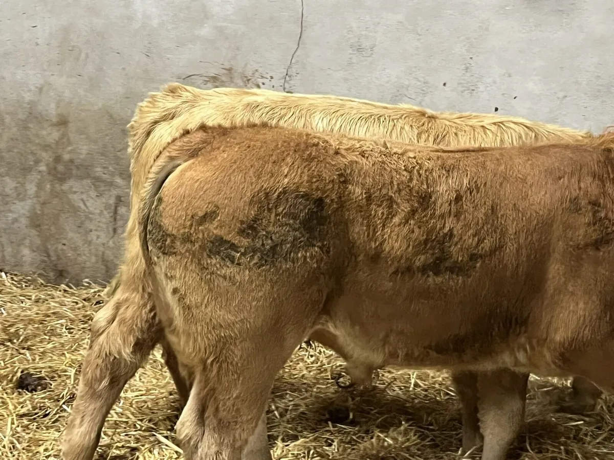 Super Golden CH & Red LIM Bull Weanlings - Image 4
