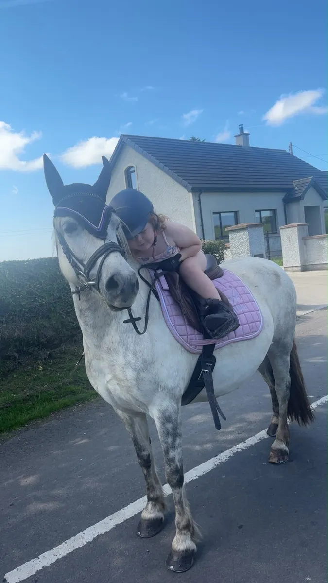 A mothers dream 127cm gelding 8yo - Image 3