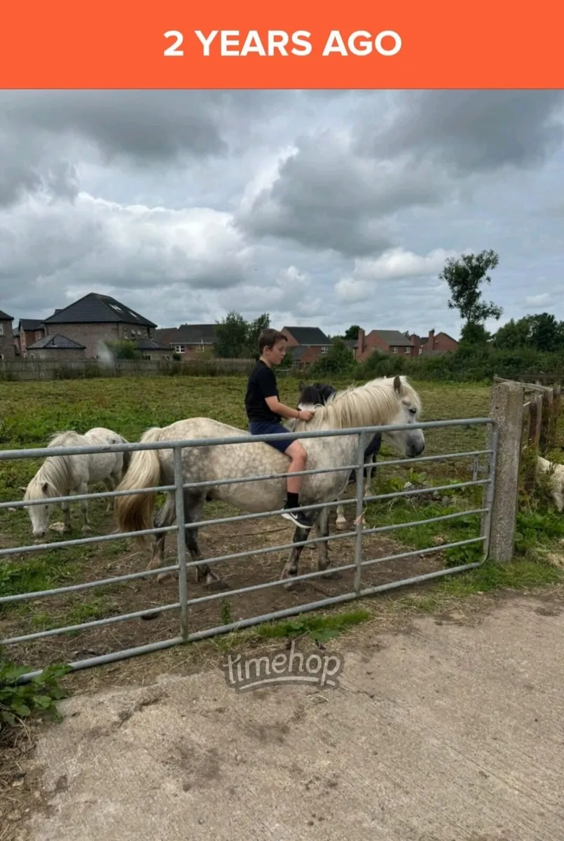 A mothers dream 127cm gelding 8yo - Image 4