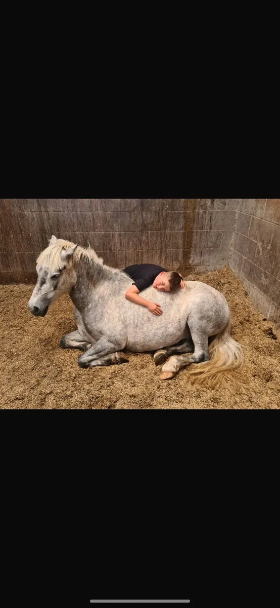 A mothers dream 127cm gelding 8yo - Image 1