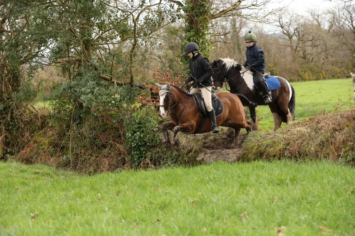 All rounder competition pony - Image 2
