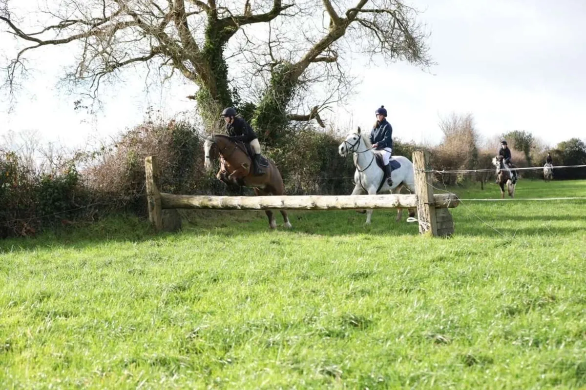 All rounder competition pony - Image 3