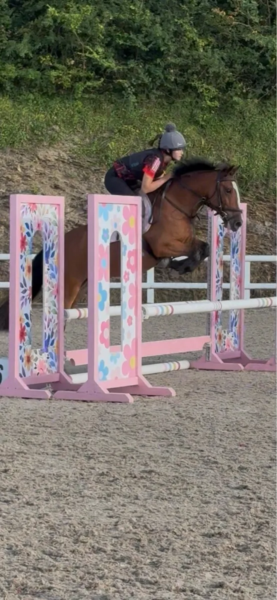 All rounder competition pony - Image 1