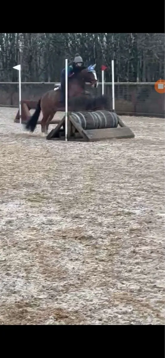 All rounder competition pony - Image 4