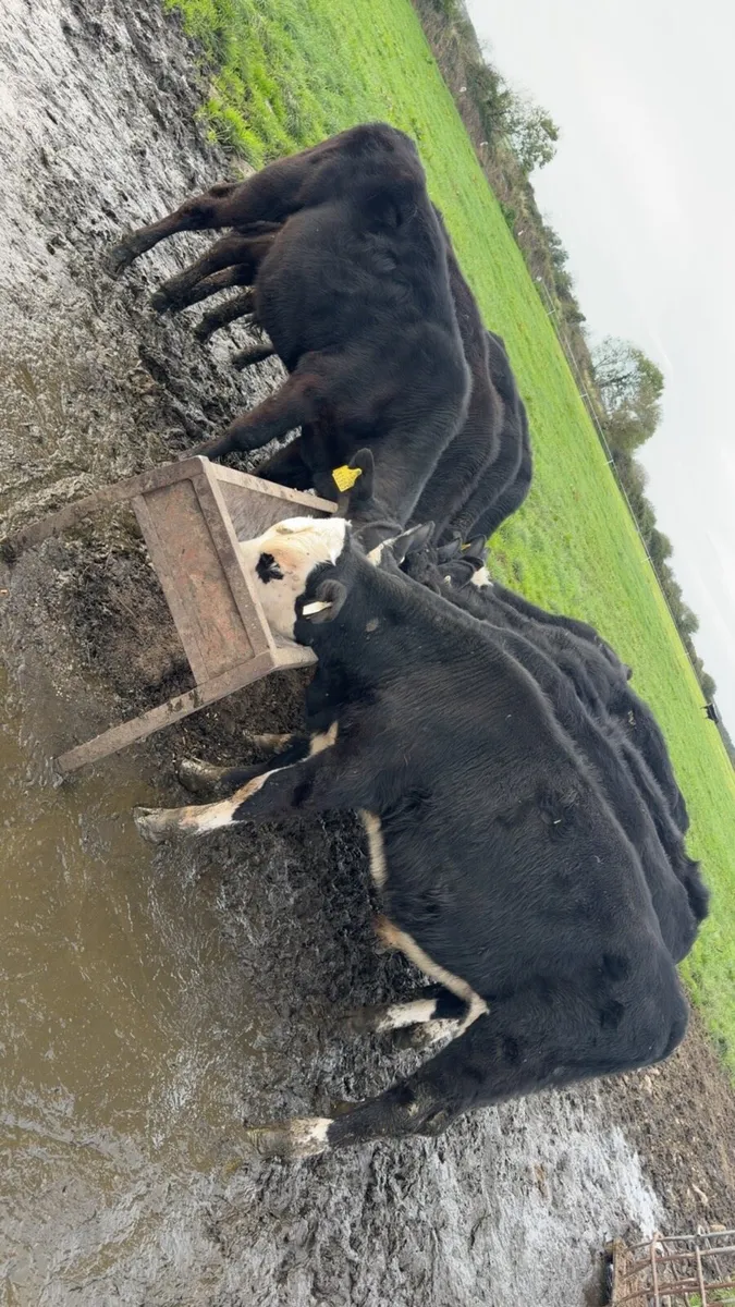 10 bull weanlings - Image 1