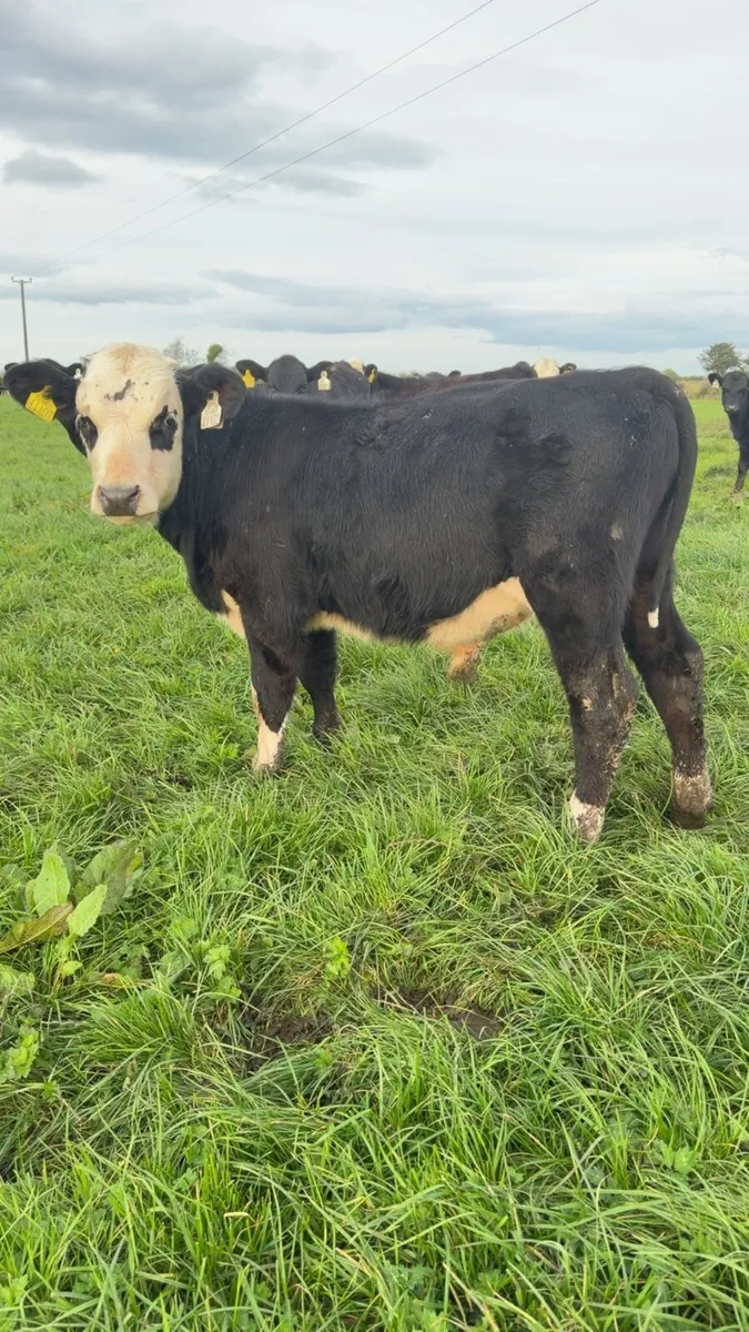 10 bull weanlings - Image 3