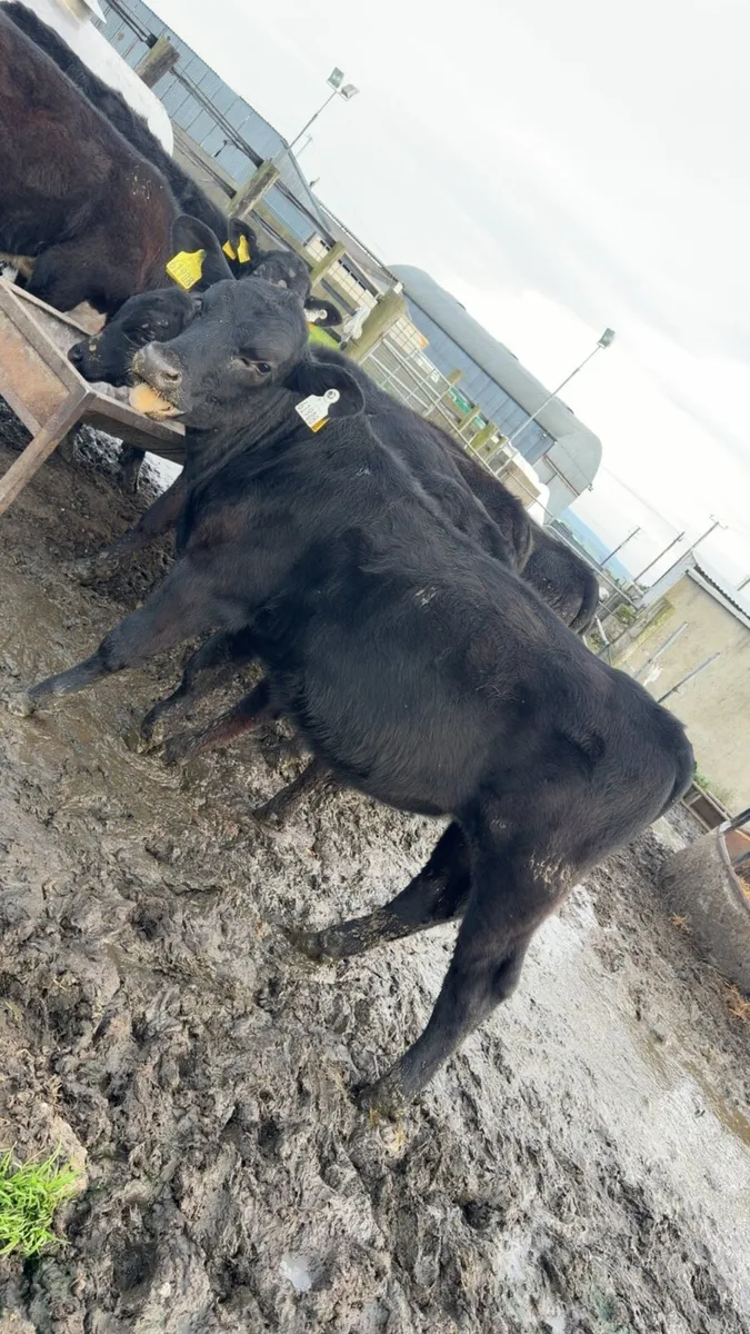 10 bull weanlings - Image 4