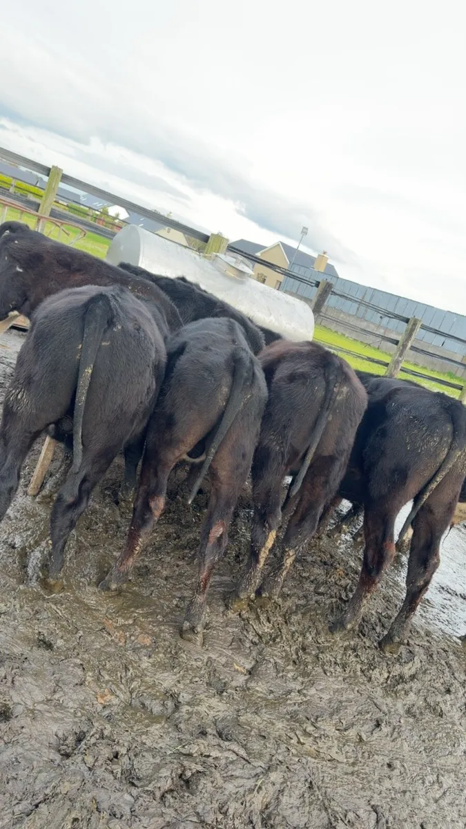 10 bull weanlings - Image 2
