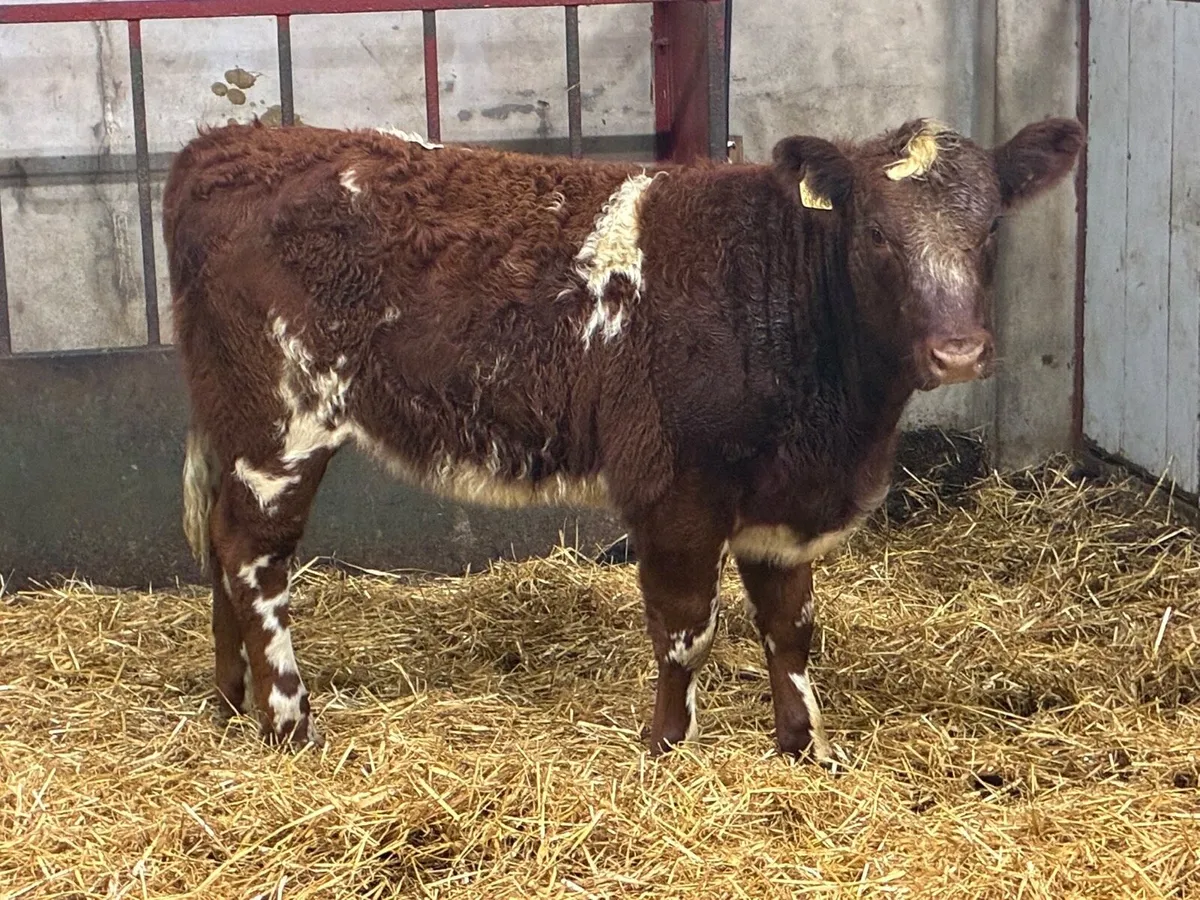 Super Shorthorn Heifer Weanlings - Image 2