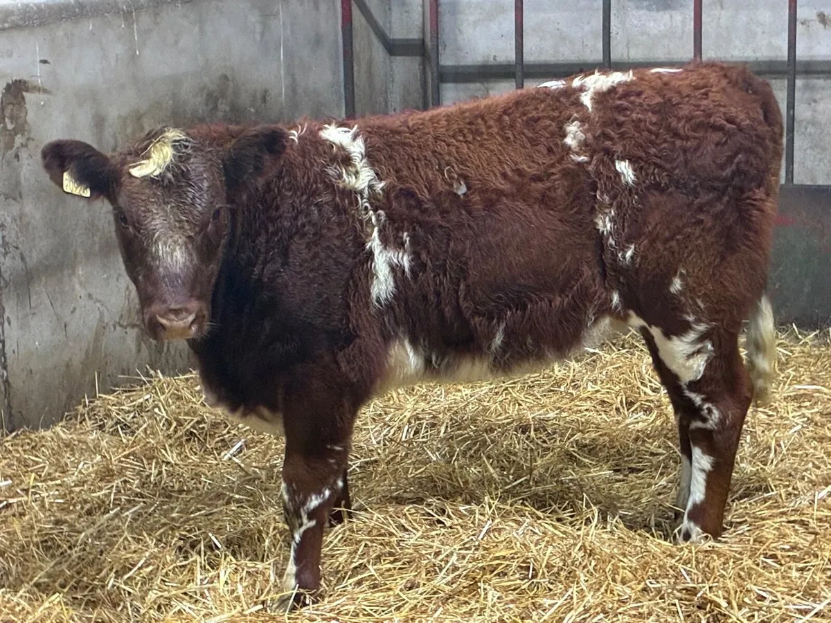 Super Shorthorn Heifer Weanlings - Image 1