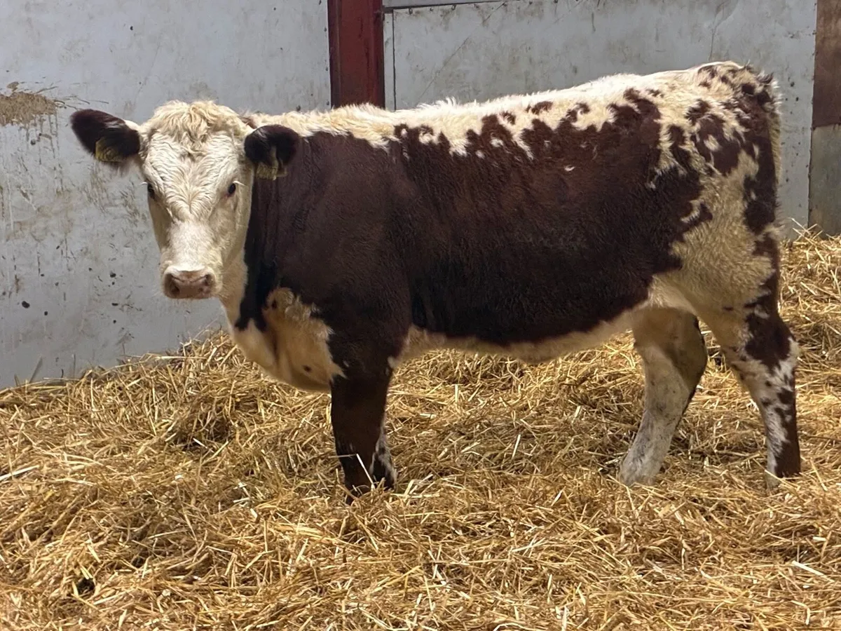 Super Shorthorn Heifer Weanlings - Image 4