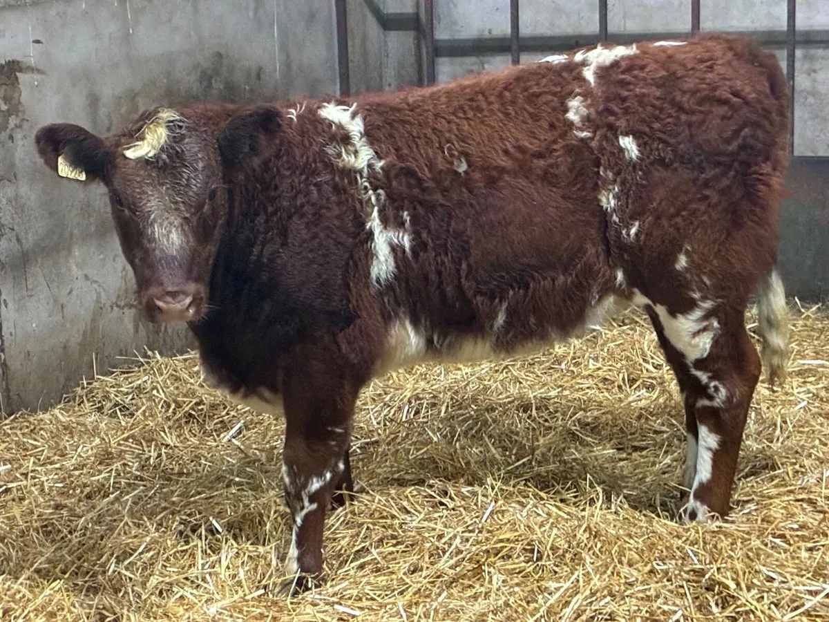Super Shorthorn Heifer Weanlings - Image 3