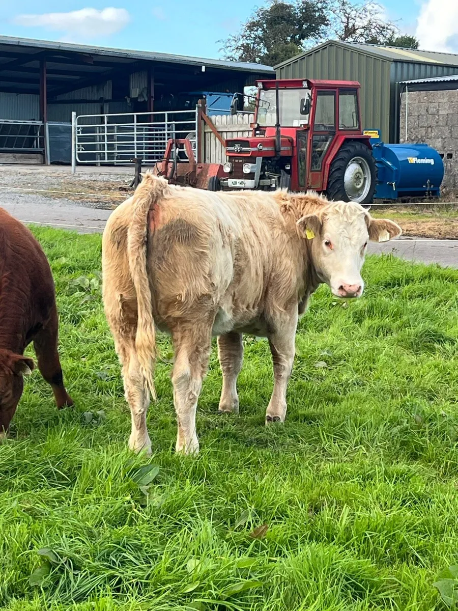 2 top quality Charolais heifer weanlings - Image 2