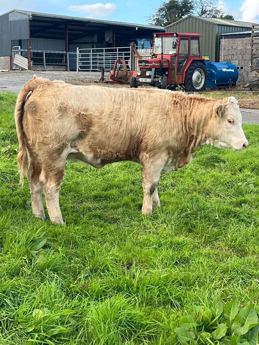 2 top quality Charolais heifer weanlings - Image 3