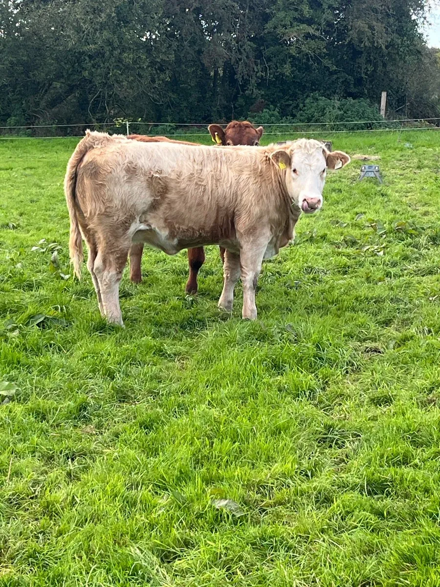 2 top quality Charolais heifer weanlings - Image 1