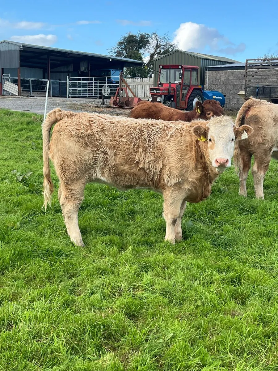 2 top quality Charolais heifer weanlings - Image 4