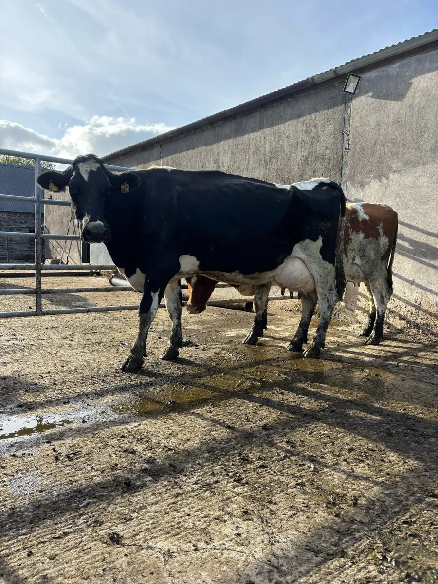 Freshly calved cows for sale - Image 1