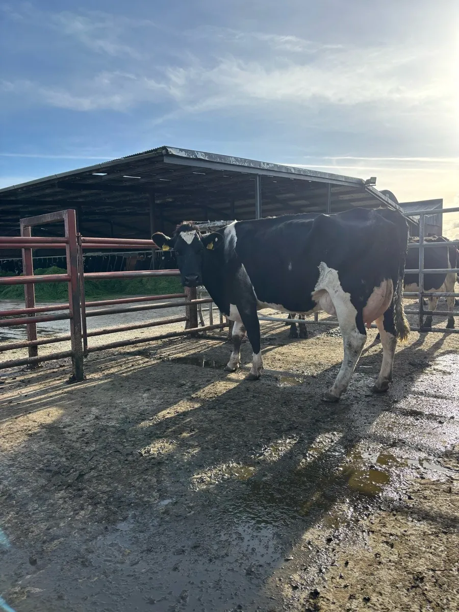 Freshly calved cows for sale - Image 2
