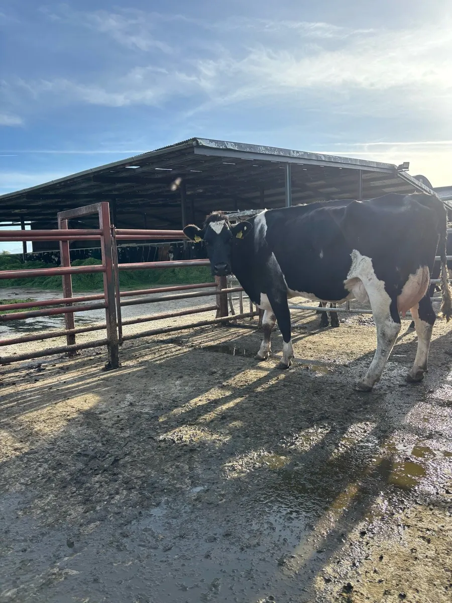 Freshly calved cows for sale - Image 3