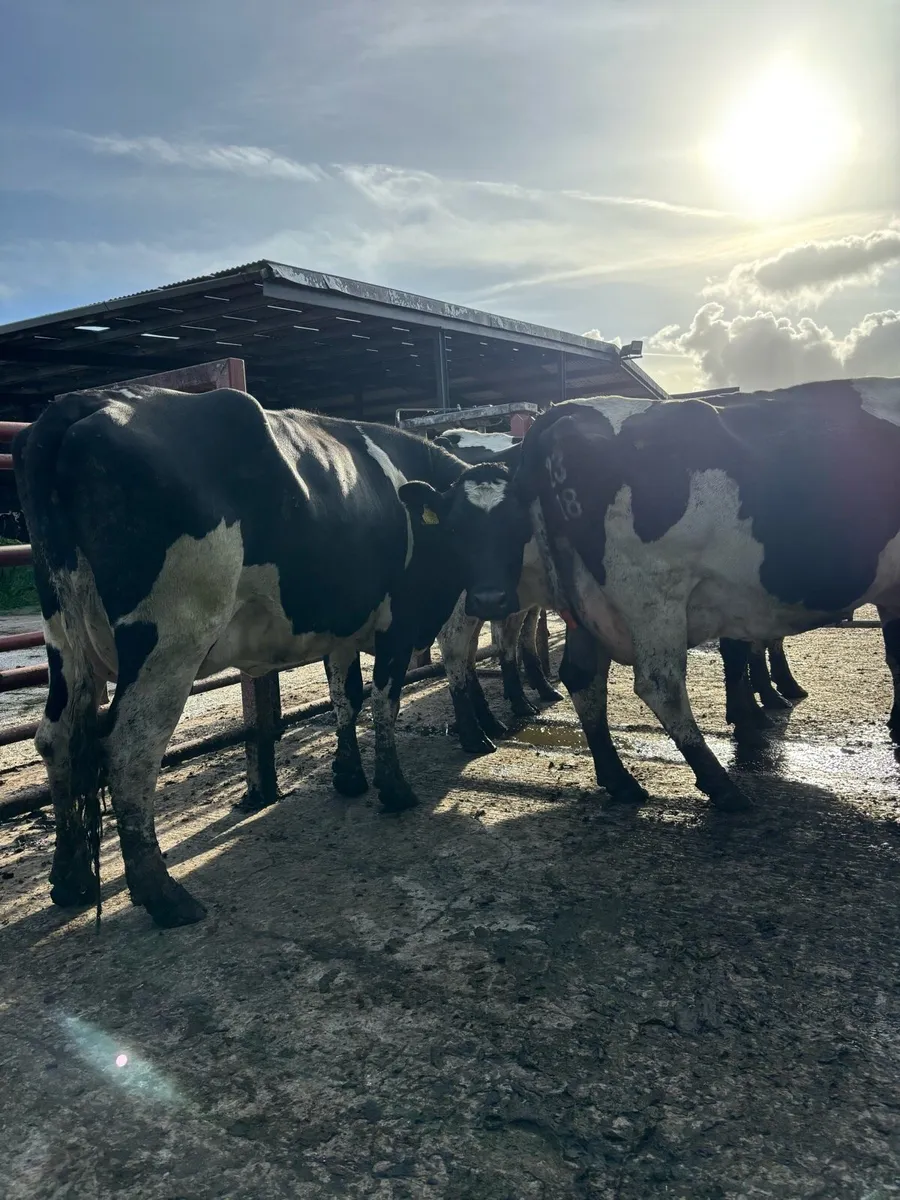 Freshly calved cows for sale - Image 4