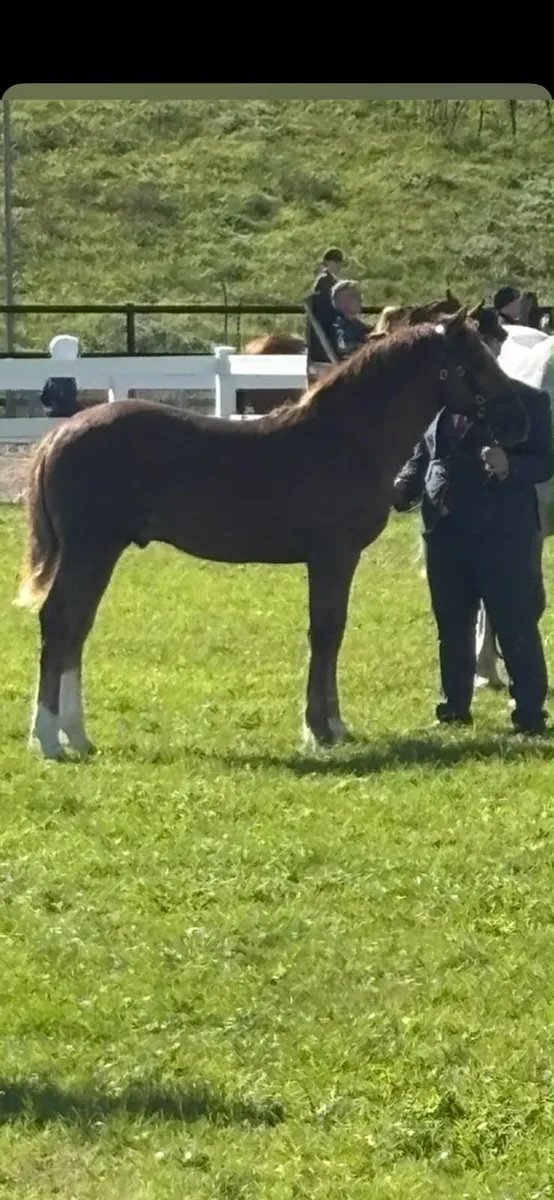 Irish Draught Colt foal - Image 2