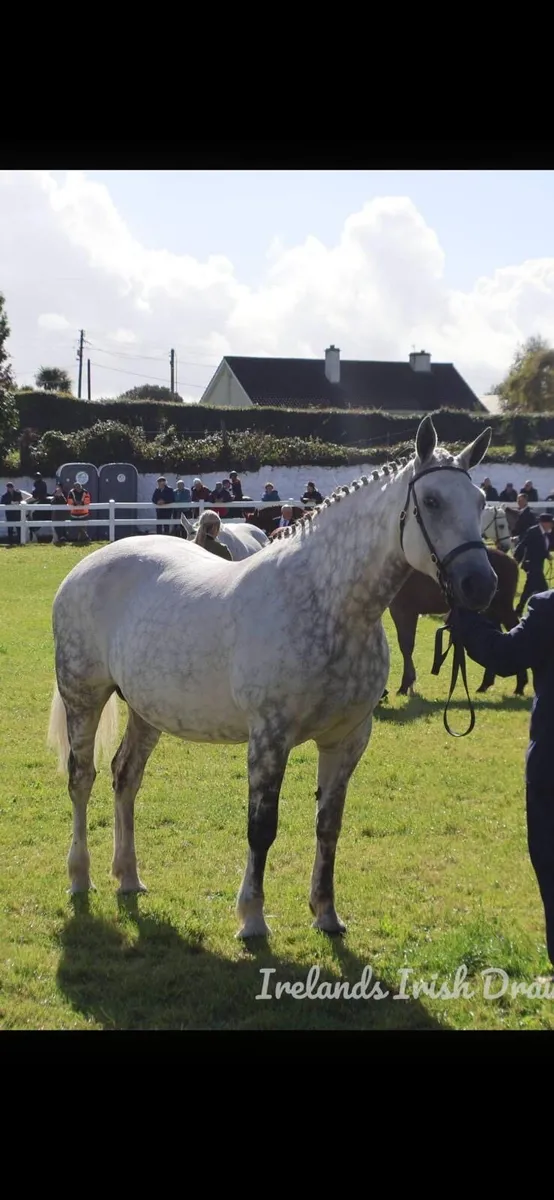 Irish Draught Colt foal - Image 3