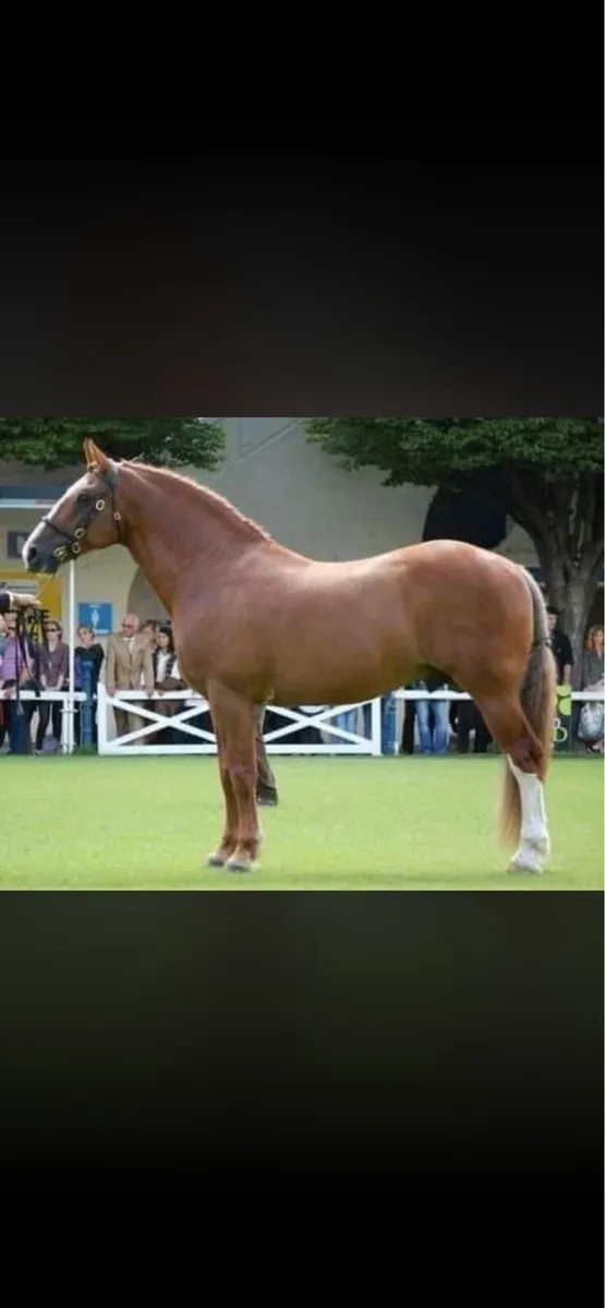 Irish Draught Colt foal - Image 4