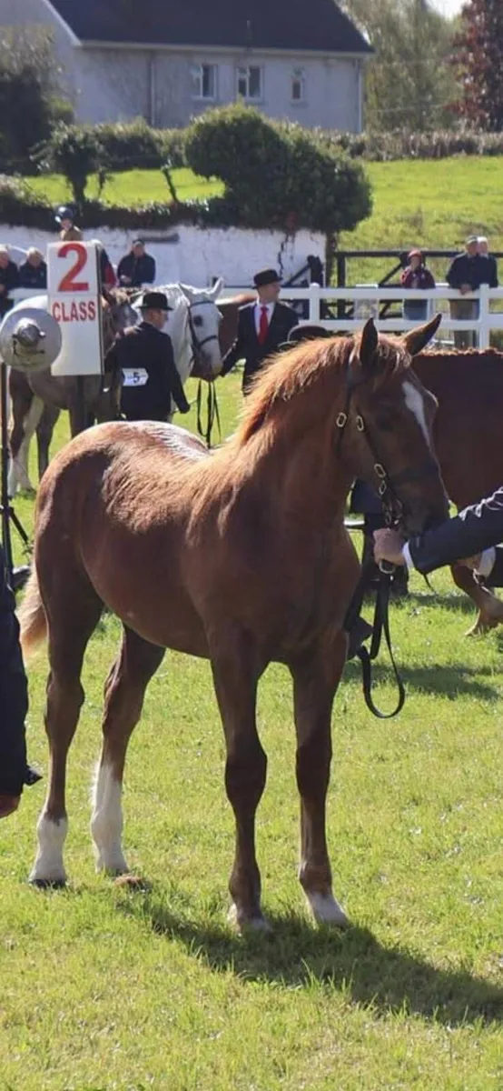 Irish Draught Colt foal - Image 1