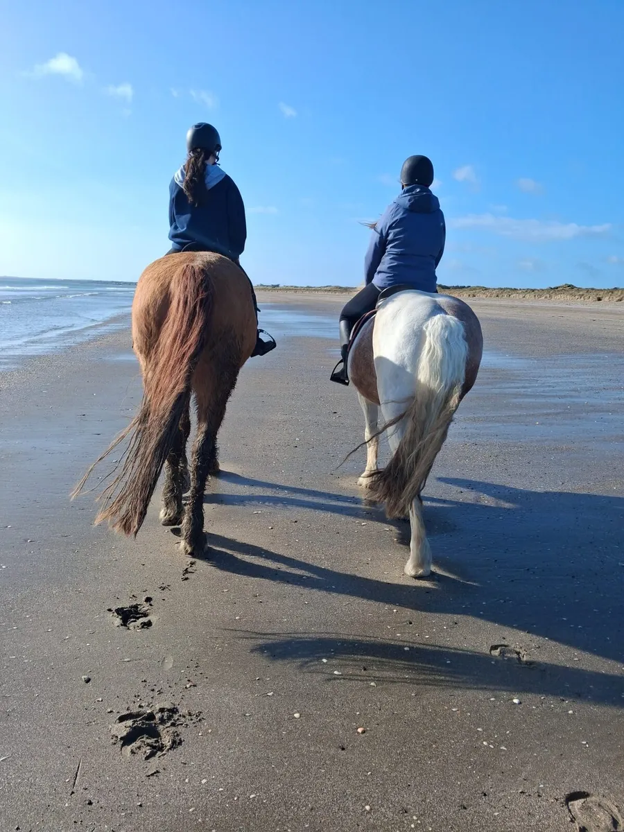 5* home wanted. Sound happy hacker gelding. - Image 4
