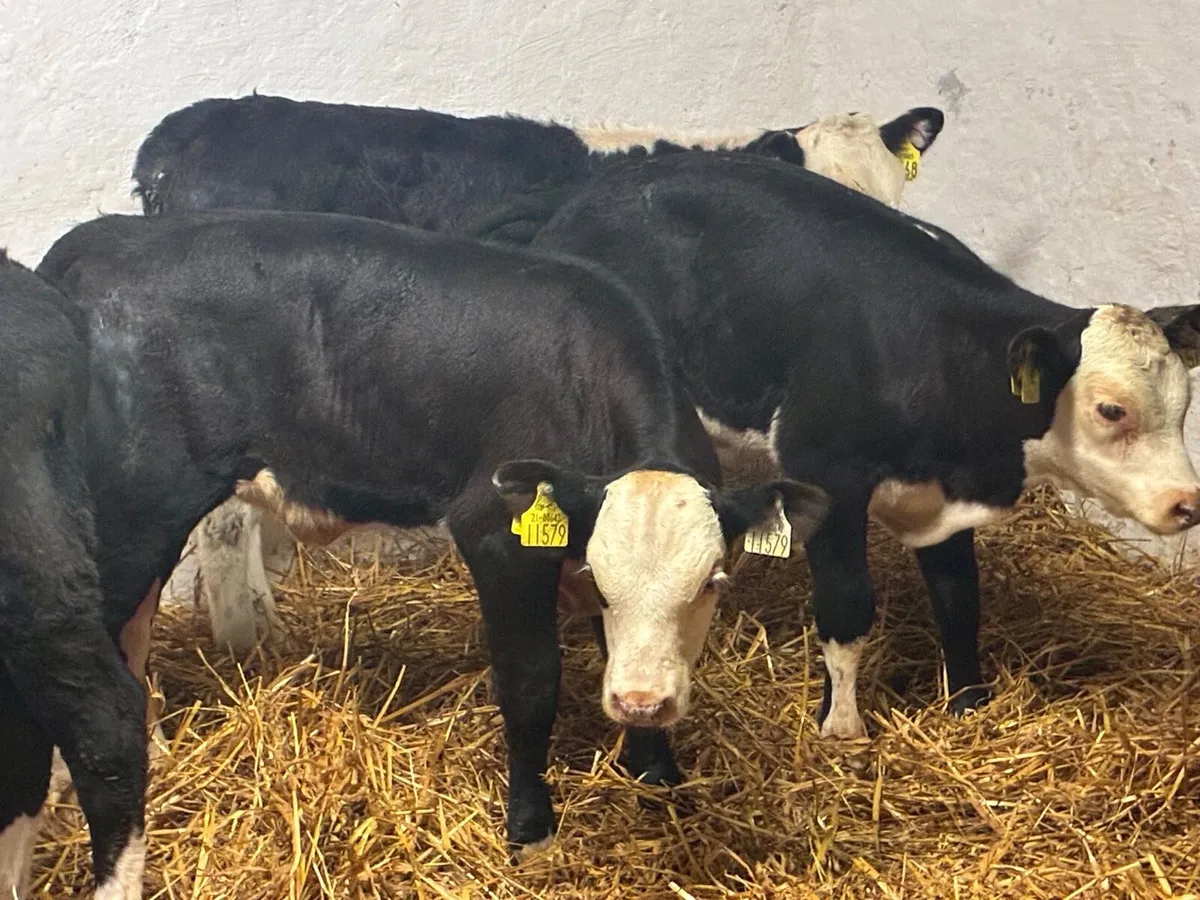 Calves For Sale - Image 2