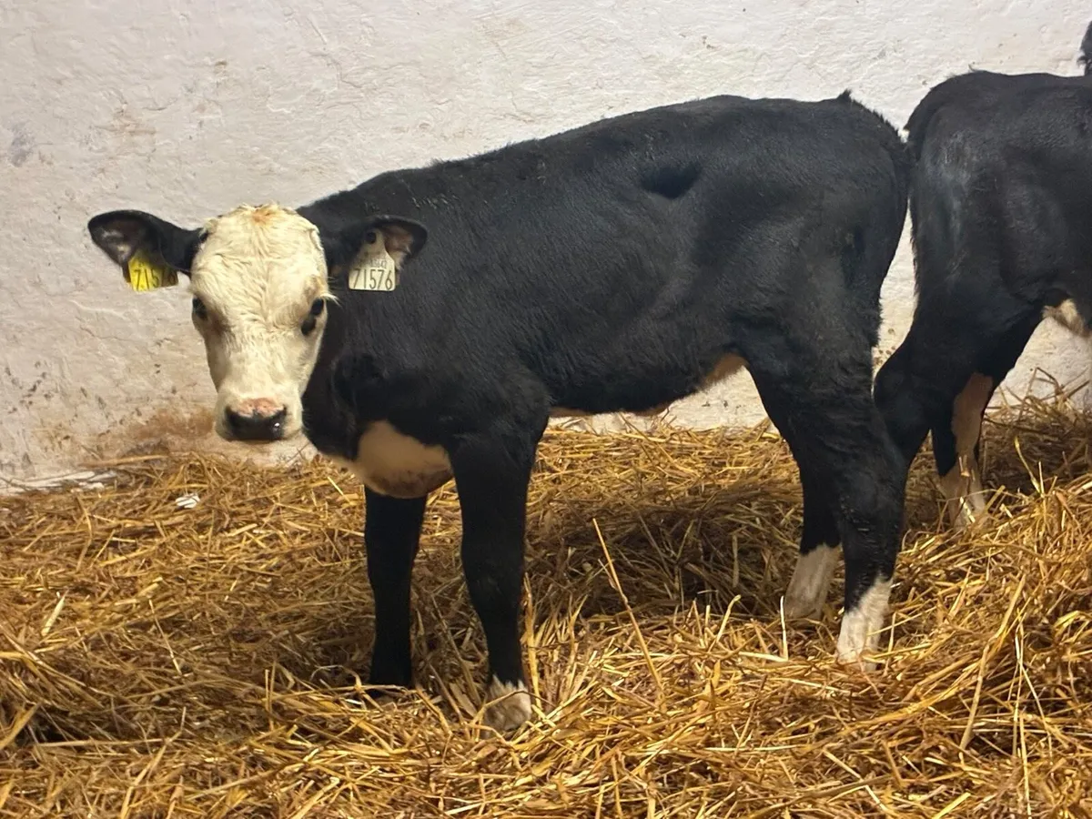 Calves For Sale - Image 3