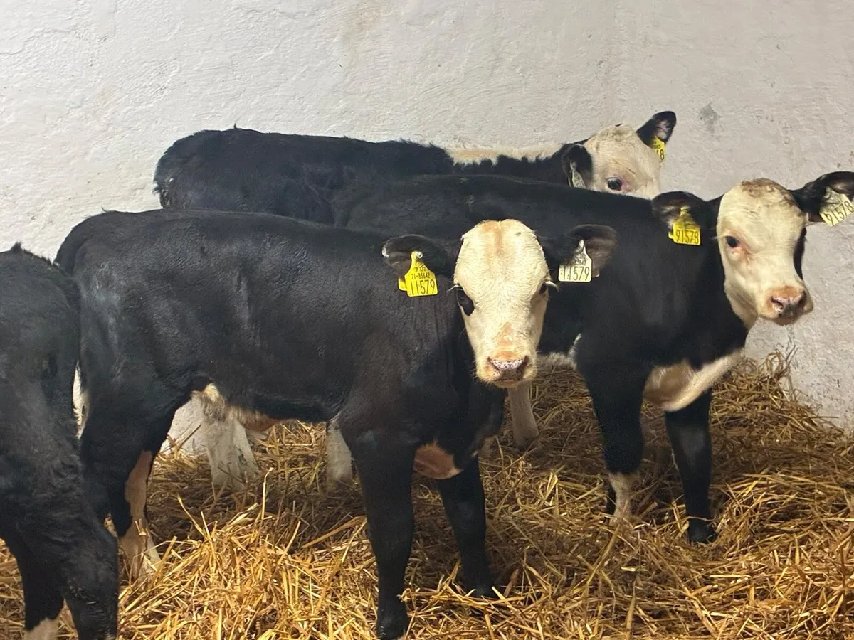 Calves For Sale - Image 4
