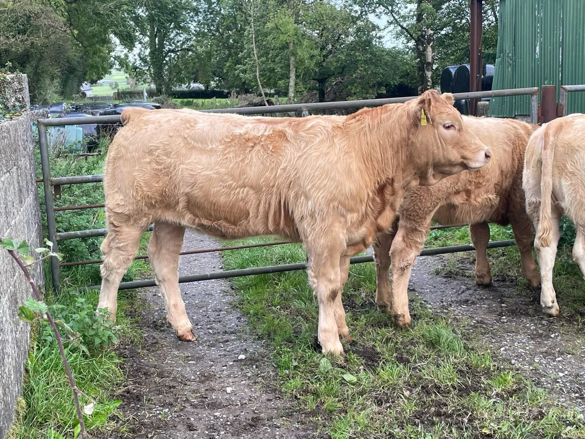High Quality Organic Weanling Heifers - Image 1
