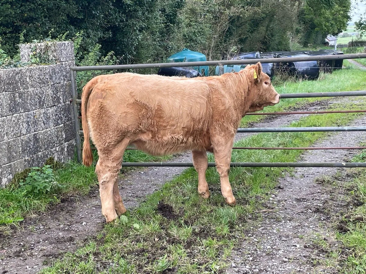 High Quality Organic Weanling Heifers - Image 2