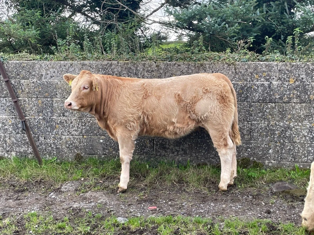 High Quality Organic Weanling Heifers - Image 3