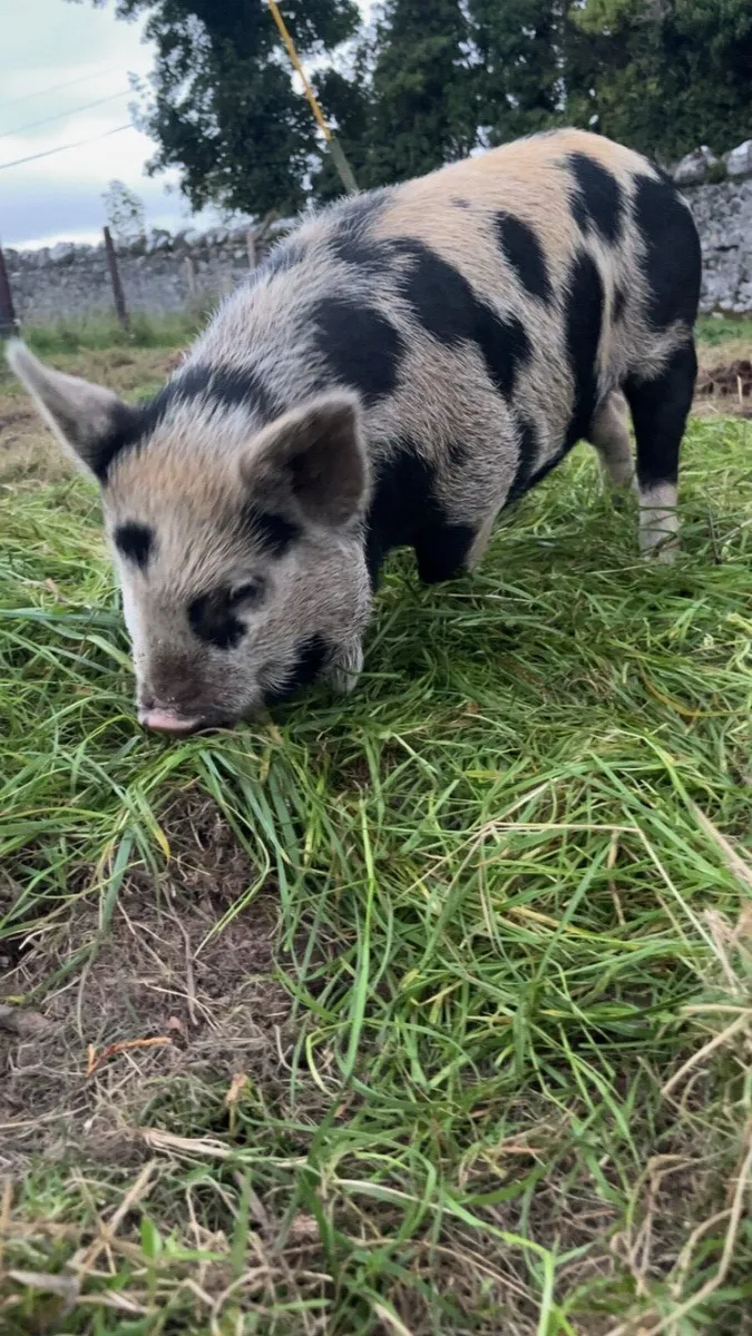 Kune kune piglets - Image 1