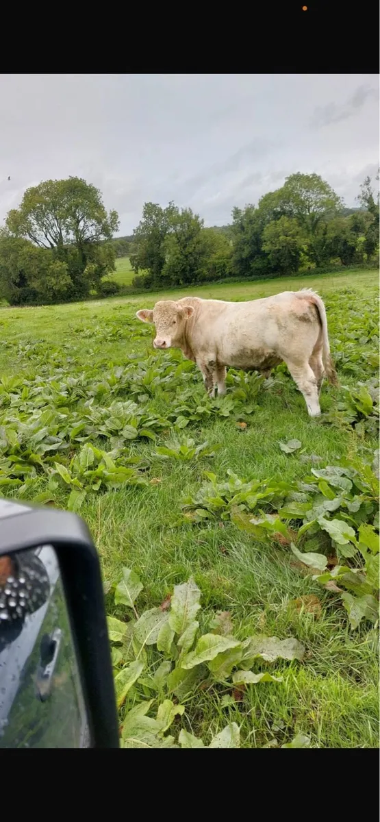 Pb charoolais bulls - Image 1