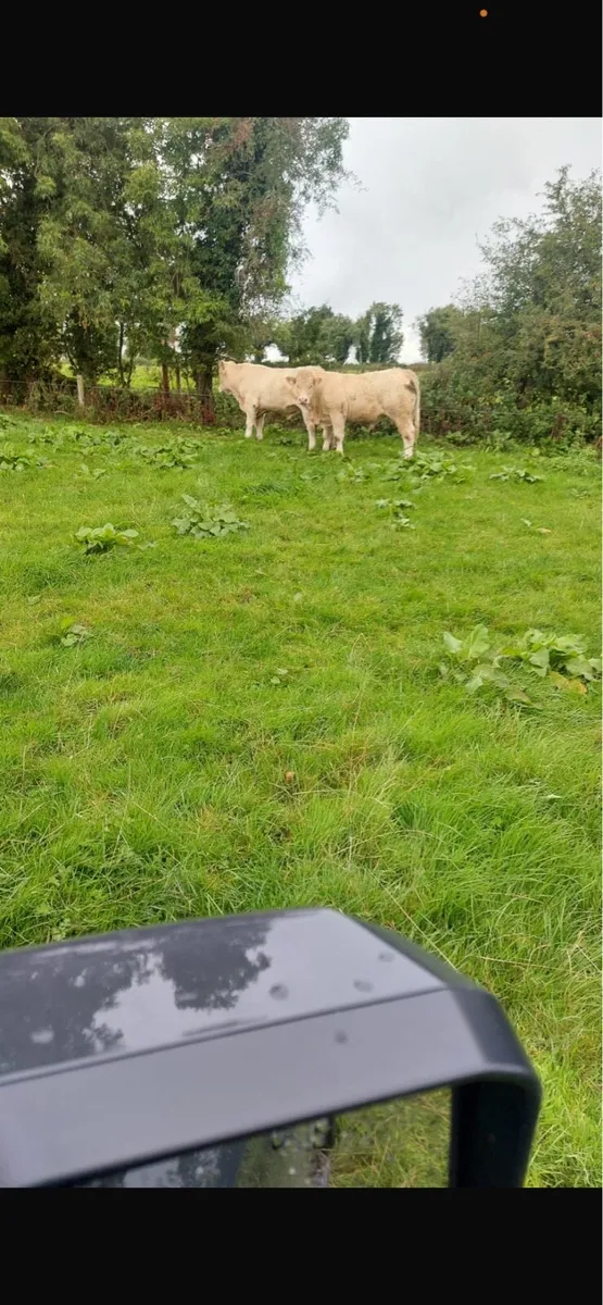 Pb charoolais bulls - Image 2