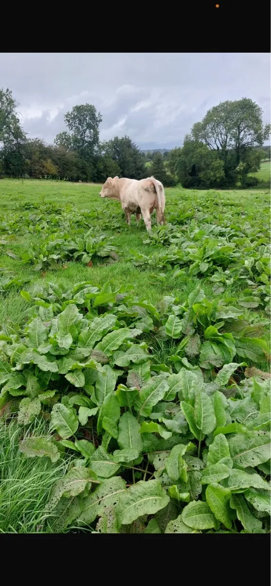 Pb charoolais bulls - Image 3