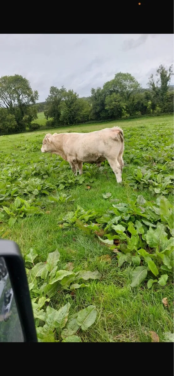 Pb charoolais bulls - Image 4