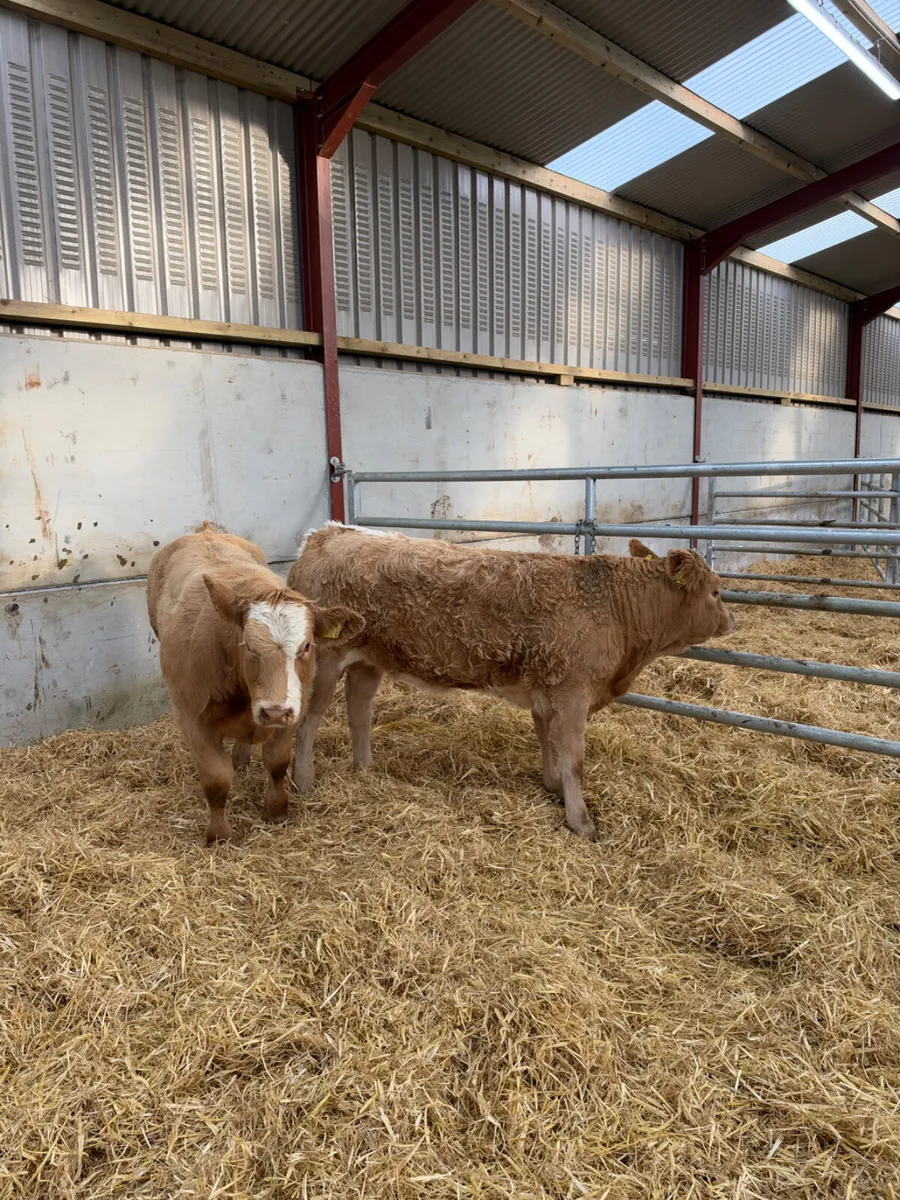 Charolais show heifers - Image 1