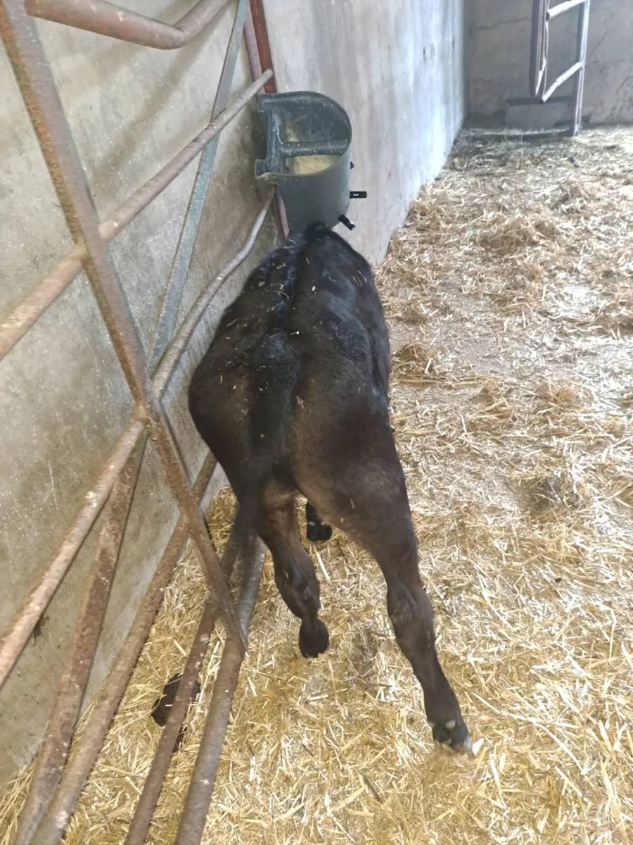 Calf - Image 1