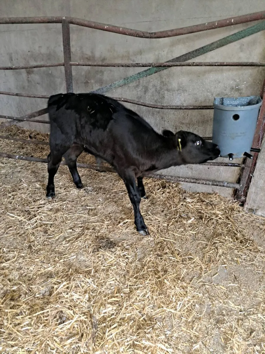 Calf - Image 2