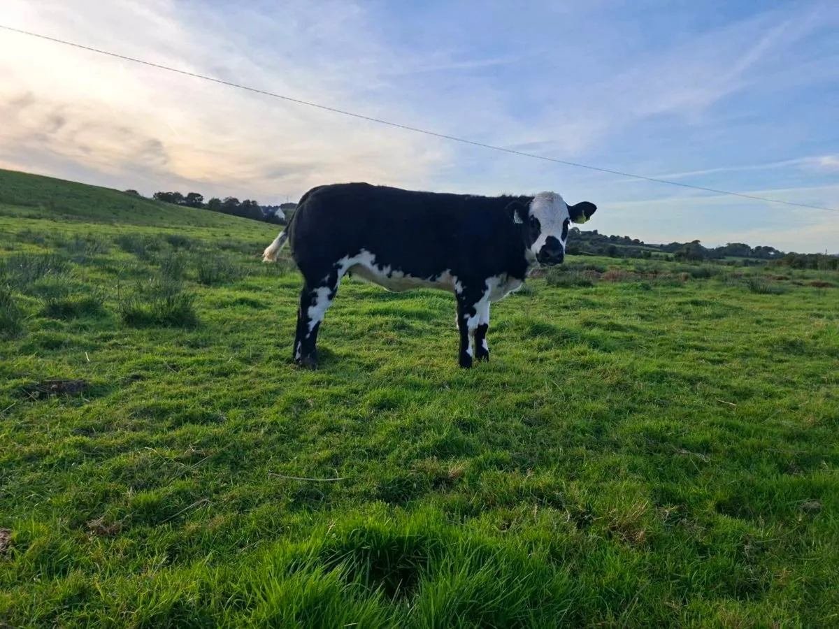 BB weanling  heifer. - Image 1