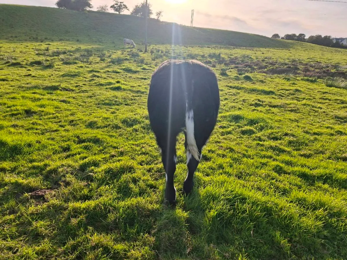 BB weanling  heifer. - Image 2